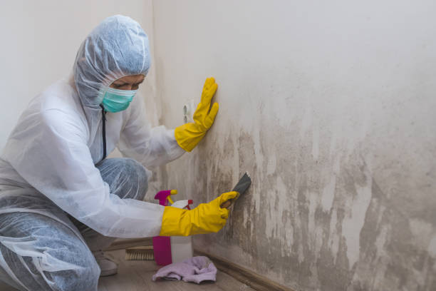 Best Asbestos and Lead Testing During Mold Inspection  in Chlicothe, IL