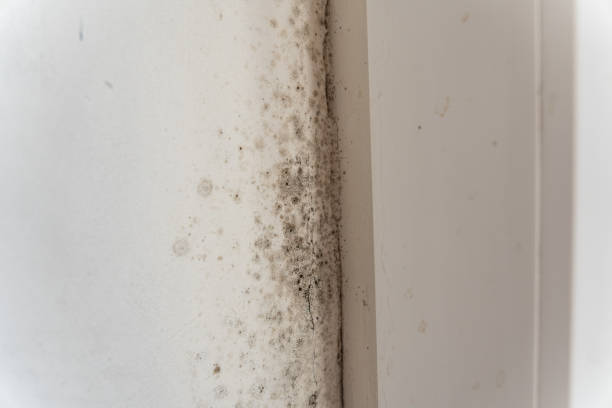 Best Air Quality Testing for Mold Spores  in Chlicothe, IL